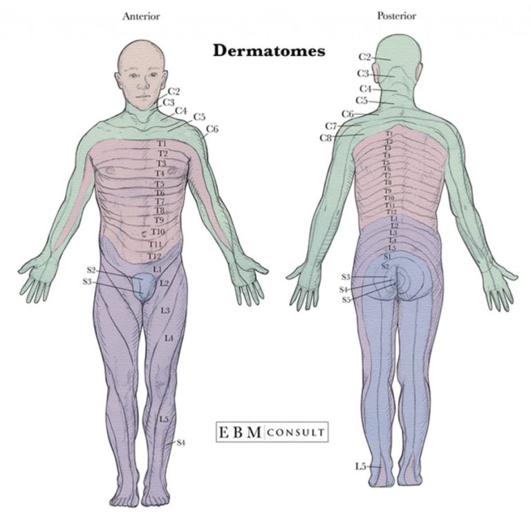 Anatomy Dermatomes Full Body Anterior Posterior Image | Printable Map ...