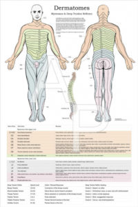 Printable Dermatome Map Printable Maps | Printable Map of The United States